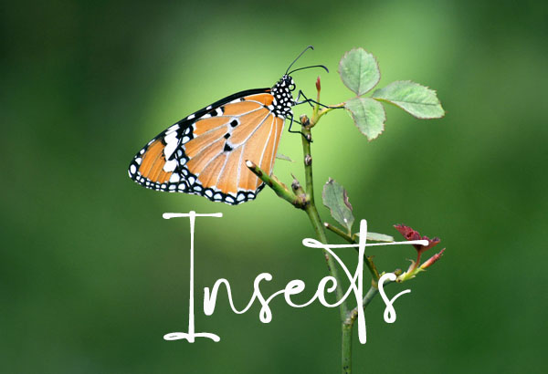 insects